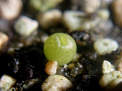 Lophophora seedling grown from self-pollinated seeds