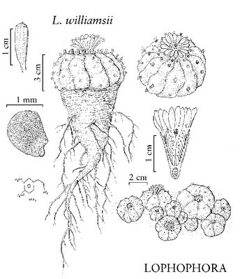 Lophophora williamsii drawing