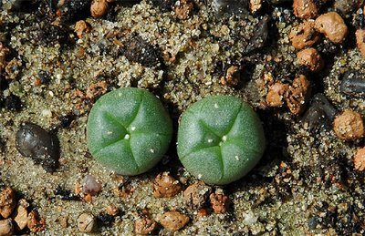 Lophophora williamsii – started from seed 2004