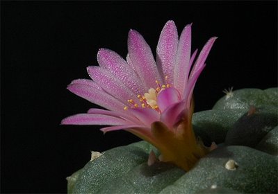Lophophora williamsii v. jourdaniana flower