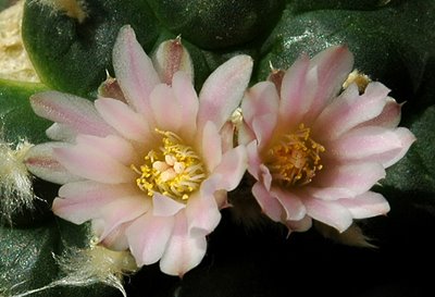 Lophophora williamsii with two flowers