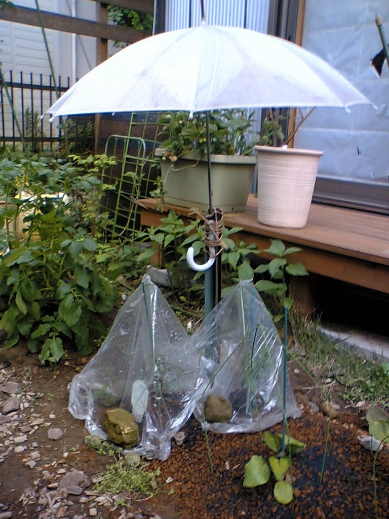さにまさ 永田野菜 トマトの雨よけを作った 日目