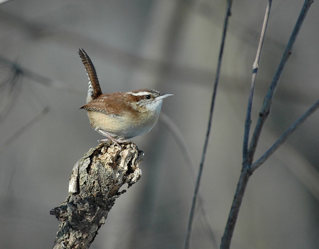 Uncle Tom's Blog Cabin: The Great Backyard Bird Count