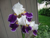 whitewithpurpleirises