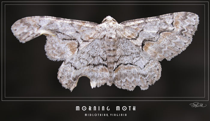 Morning Moth
