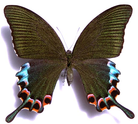 Swallowtail Luzon Peacock.