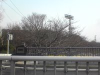 可和名橋から見た山崎川の桜