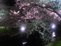 五条川の千本桜