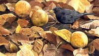 Blackbird and windfalls by David Miller