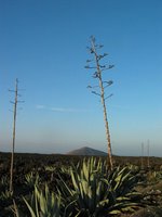 Flowering agave in Lanzarote. Copyright: WebWeaver Productions