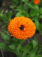 Marigold in my garden - photo credit WebWeaver Productions