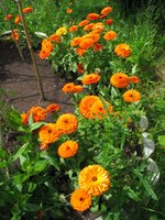Self-seeded marigolds in the veggie garden