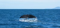 Whale near Kaikoura, New Zealand - photo credit WebWeaver Productions