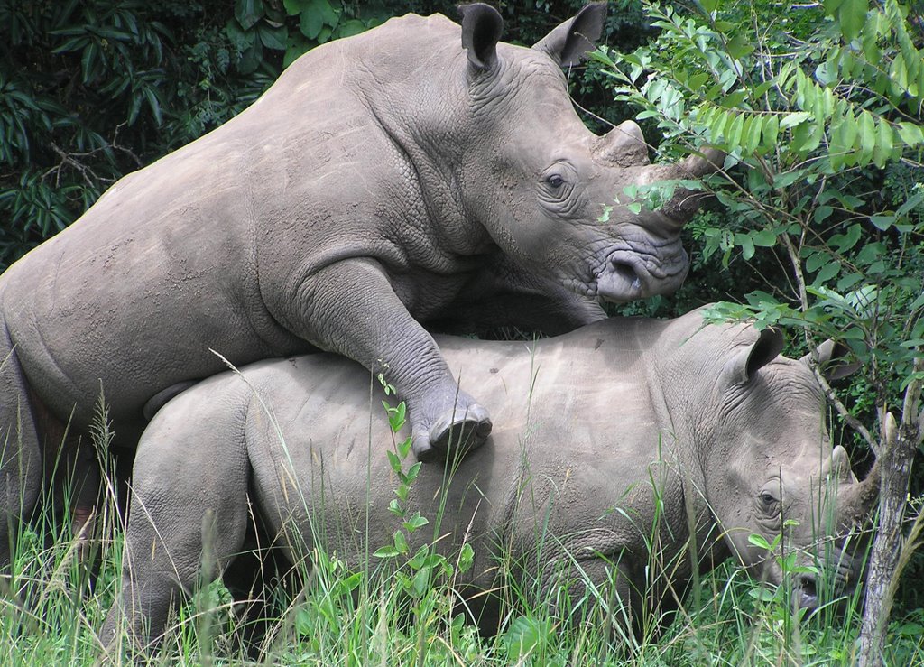 Some of you mentioned preference to not view mating rhinos, but I'm su...