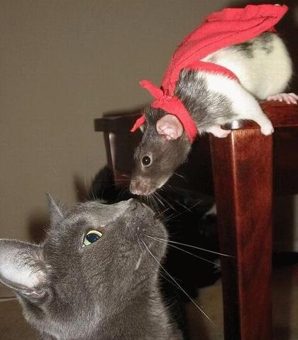 Funny cat mouse