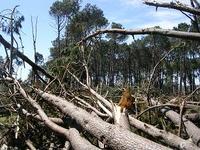 Uruguay fallen trees