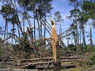 Uruguay wood after the storm