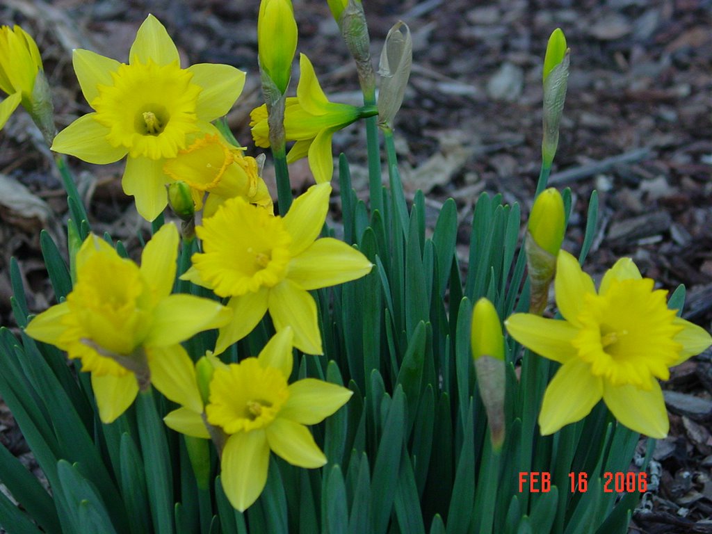 buttercup flowers april