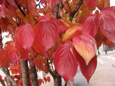 Kiiのblog ヤマボウシ の紅葉