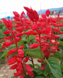 Kiiのblog 赤いサルビアの花