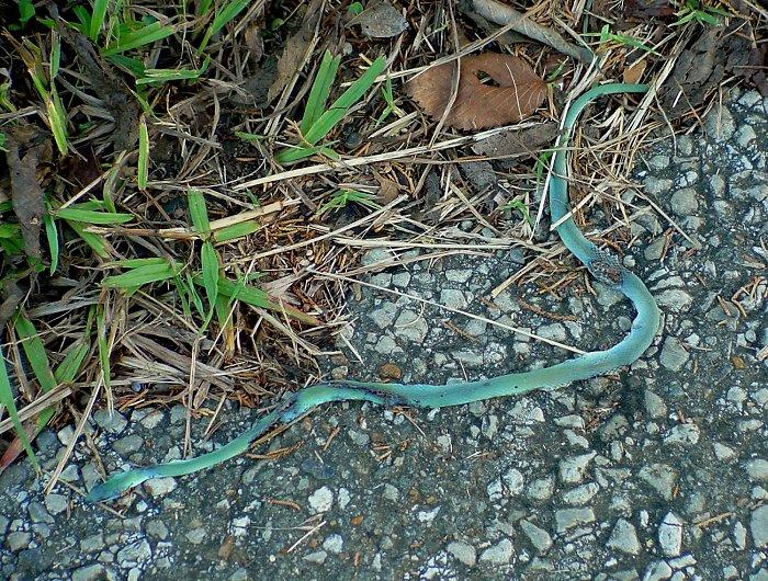 pebermynte Tidlig Styrke Rurality: Blue Snake