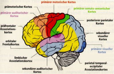 MD Fall 2006: Human Brain