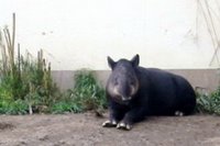 Tapir from San Francisco Zoo!