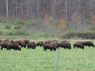 bison at Land Between the Lakes
