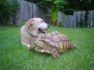 In this photo released by Kellie Copeland-Burnup via the Post and Courier, Willy, a tortoise, belonging to Kellie, walks past the family dog Sunday, Aug. 21, 2006, in Ridgeville, S.C. After a month on the lam, the 40-pound tortoise with a 2-foot-wide, gold-colored shell is back in the wading pool at his owner's home. Kellie reported the tortoise escaped about July 1. A local emergency medical services technician spotted Willy on Sunday along a rural road about five miles away. During six weeks on the run, Willy averaged .005 mph, well short of a new land speed record. (AP Photo/Kellie Copeland-Burnup via the Post and Courier)