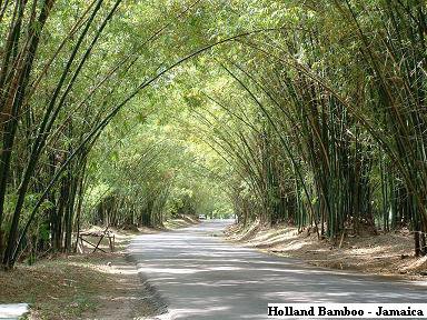 Holland Bamboo - Famous Tourist Attraction - Jamaica, W.I.