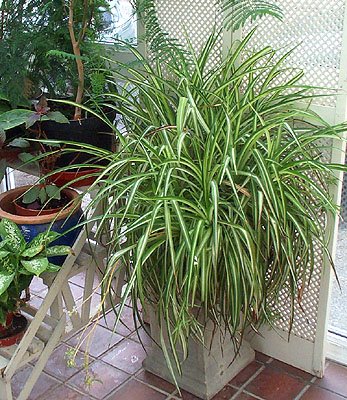 PeaceFul Garden: Chlorophytum comosum, The Spider Plant