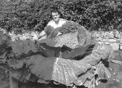 World's Largest Cabbage