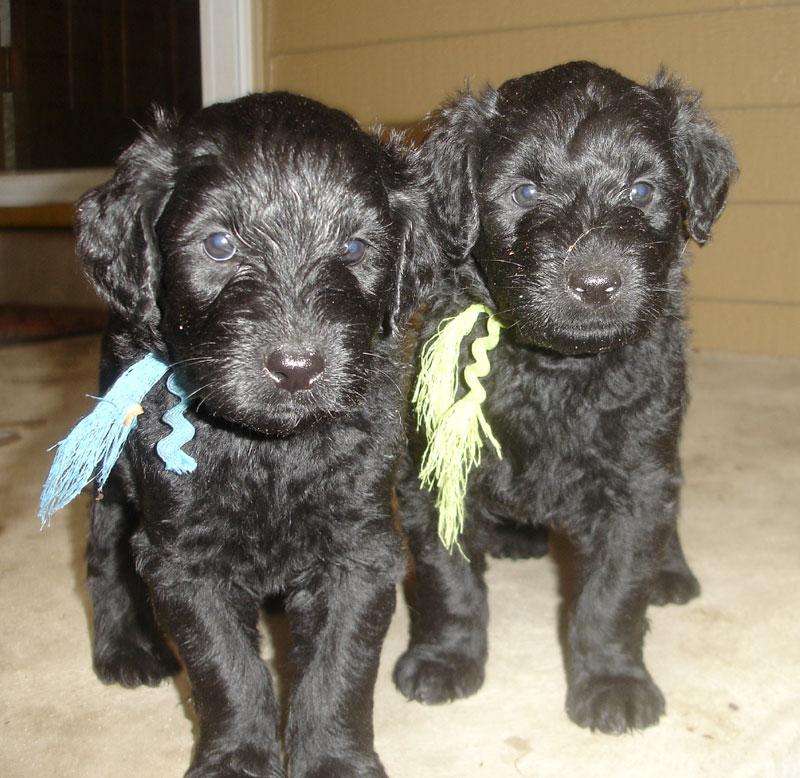 Rottle (Rottweiler/Poodle) puppies