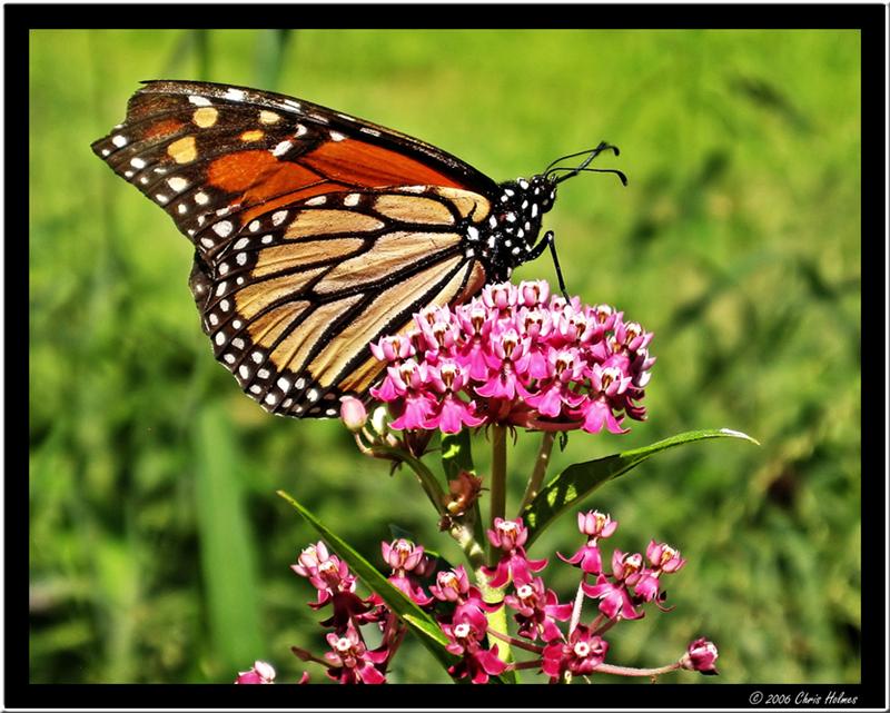 Pictures Go Here: Butterfly Festival, Pt. 1