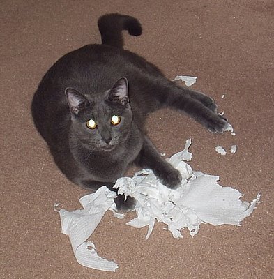 Cat versus TP