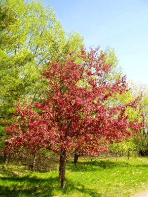 Tree on the Tifft Preserve