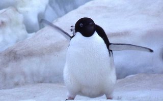 An Angry Little Penguin