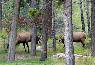 elk bulls, Jasper National Park, Alberta, Canada, photo by Robin Atkins