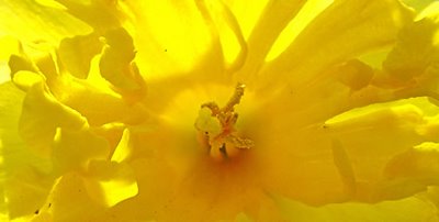 daffodil, photograph by Robin Atkins