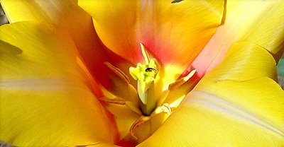 tulip, photograph by Robin Atkins