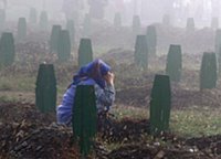 Srebrenica Massacre (7/11 1995) - Srebrenica mother cries on her sons' graveyard