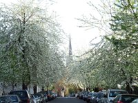 Kensington blossoms