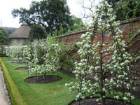 Some of the beautifully trained 250 varieties of fruit trees