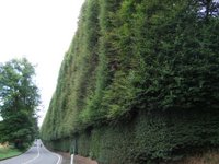The world's tallest hedge