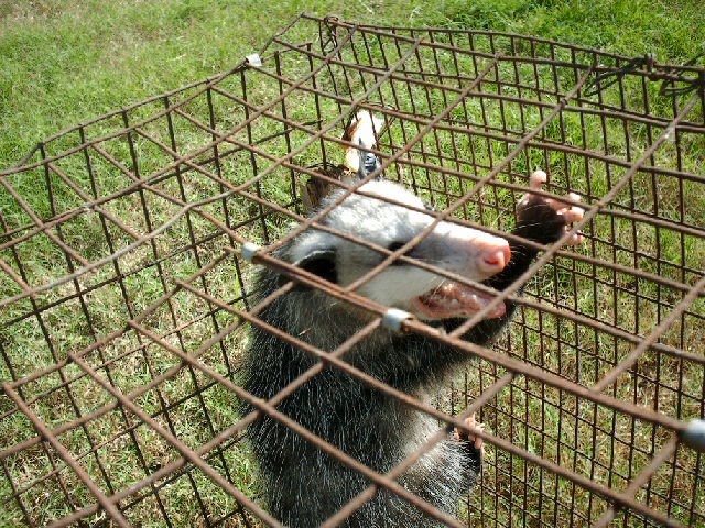 we caught A POSSUM LIVING IN OUR CHICKEN COOP!!!!!