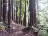 humboldt county redwoods