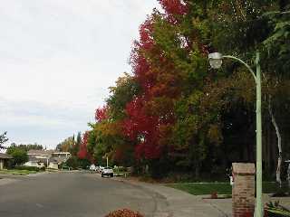 Photo: fall foliage