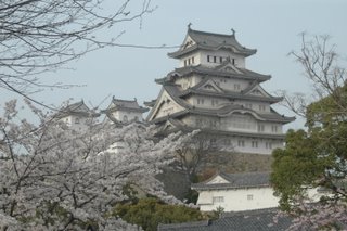 姫山公園の桜