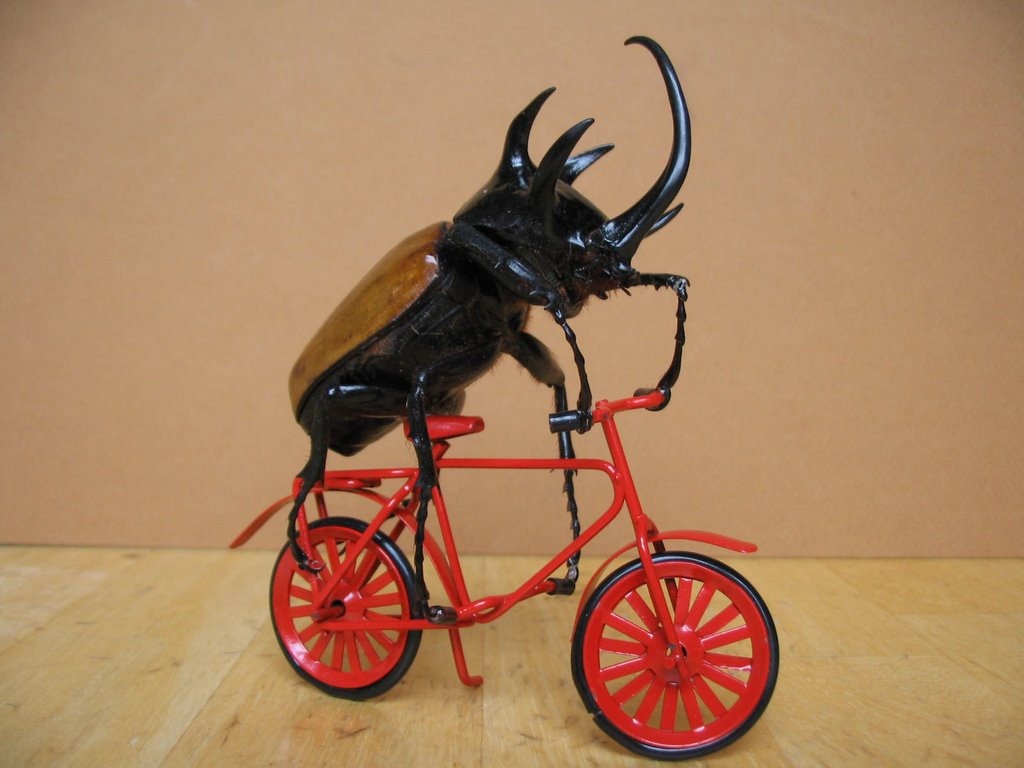 Настоящая жизнь жука. Велосипед Жук. Жук на велосипеде с костылями. Поделки из живых Жуков. Жук велосипеды ИТ.