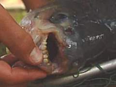 Strange fish with nasty teeth caught near Lubbock, Texas